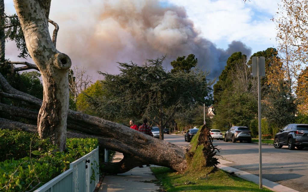 Fallen tree on sidewalk with smoke in background